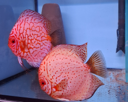 20260212_111442 (002)